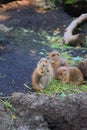 Prairie dogs standing and eating on black rock Royalty Free Stock Photo