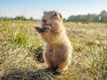 Prairie dogs are standing on hind legs and looking around Royalty Free Stock Photo