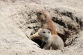 Prairie dogs Royalty Free Stock Photo