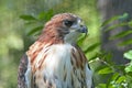 Prairie Falcon Royalty Free Stock Photo