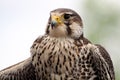 Prairie Falcon Royalty Free Stock Photo