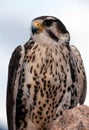 Prairie Falcon (Falco mexicanus)