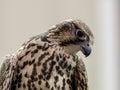 Prairie Falcon Falco Mexicanus closeup