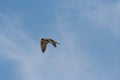 Prairie Falcon Falco mexicanus Royalty Free Stock Photo