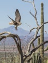 Prairie Falcon Falco mexicanus desert raptor hawk Royalty Free Stock Photo