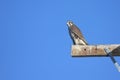 Prairie Falcon (Falco mexicanus) Royalty Free Stock Photo