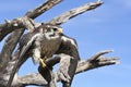 A Prairie Falcon Against a Blue Sky Royalty Free Stock Photo