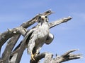 A Prairie Falcon Against a Blue Sky Royalty Free Stock Photo