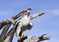 A Prairie Falcon Against a Blue Sky Royalty Free Stock Photo