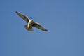 Prairie Falcon Flying in Blue Sky Royalty Free Stock Photo