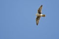 Prairie Falcon Flying in a Blue Sky Royalty Free Stock Photo