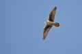 Prairie Falcon Flying in a Blue Sky Royalty Free Stock Photo