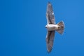 Prairie Falcon Making Direct Eye Contact While Soaring High in a Blue Sky Royalty Free Stock Photo