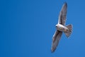 Prairie Falcon Making Direct Eye Contact While Soaring High in a Blue Sky Royalty Free Stock Photo