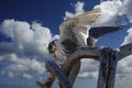 Prairie Falcon Royalty Free Stock Photo