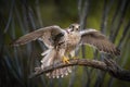 Prairie Falcon prepares for take off from branch with spread wings Royalty Free Stock Photo