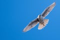 Prairie Falcon Soaring High in a Blue Sky Royalty Free Stock Photo