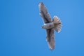 Prairie Falcon Soaring High in a Blue Sky Royalty Free Stock Photo