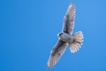 Prairie Falcon Soaring High in a Blue Sky Royalty Free Stock Photo