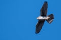Prairie Falcon Soaring High in a Blue Sky Royalty Free Stock Photo