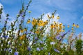 Prairie Flowers Royalty Free Stock Photo