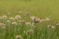 Prairie Flowers