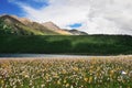 Prairie full of flowers ,High Mountain and Lake Cuopu Royalty Free Stock Photo