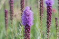 Dense blazing star Liatris spicata, flowering purple in the prairie