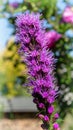 Prairie gay feather, Liatris spicata Royalty Free Stock Photo