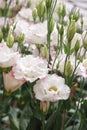 Prairie gentian, Eustoma, Lisianthus. White flower with pink rim