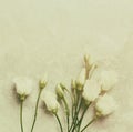 Prairie Gentian Flowers on Gray Marble old styled flat lay arrangement