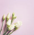 Prairie Gentian Flowers on pink paper background