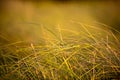 Prairie Grass Royalty Free Stock Photo
