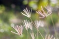 Prairie grass Royalty Free Stock Photo