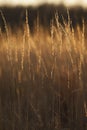 Prairie Grass Abstract Royalty Free Stock Photo