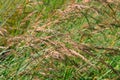 Prairie Grass Background Royalty Free Stock Photo