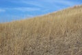 Prairie Grass Royalty Free Stock Photo