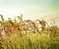 Prairie Grass. Royalty Free Stock Photo