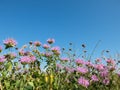 Prairie Grass, Flowers, Sky Background Royalty Free Stock Photo