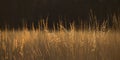 Prairie Grass Panoramic Abstract Royalty Free Stock Photo