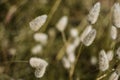 Prairie Grass Plumes