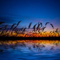 prairie grass silhouette reflected in calm lake at twilight Royalty Free Stock Photo