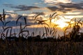 Prairie Grass at Sunset Royalty Free Stock Photo