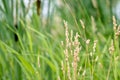 Prairie Grass with Tall Grass and Cattails in Background Royalty Free Stock Photo