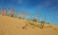 Prairie hill slope on a blue sky background Royalty Free Stock Photo