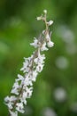 Prairie Larkspur wildflower