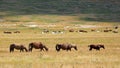 prairie with many horses in the wild grazing the grass without p Royalty Free Stock Photo