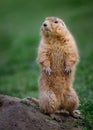 Prairie Marmot on Lookout