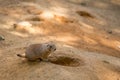 Prairie Marmot