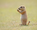 Prairie Marmot Pup Standing